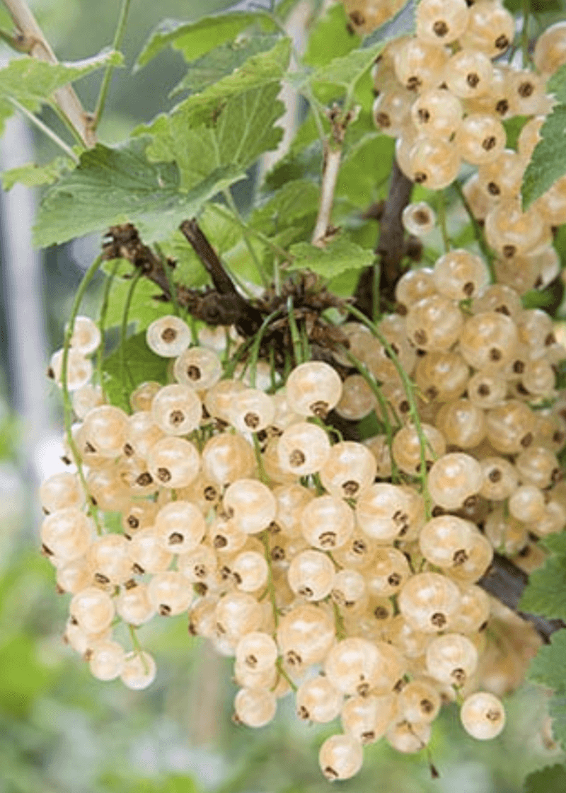 Currants