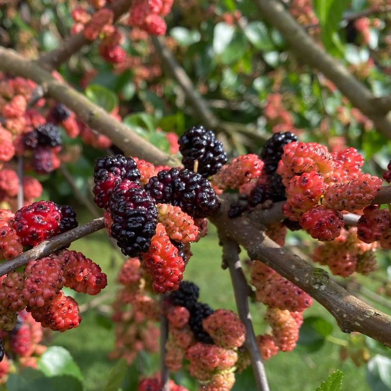 Mulberry
