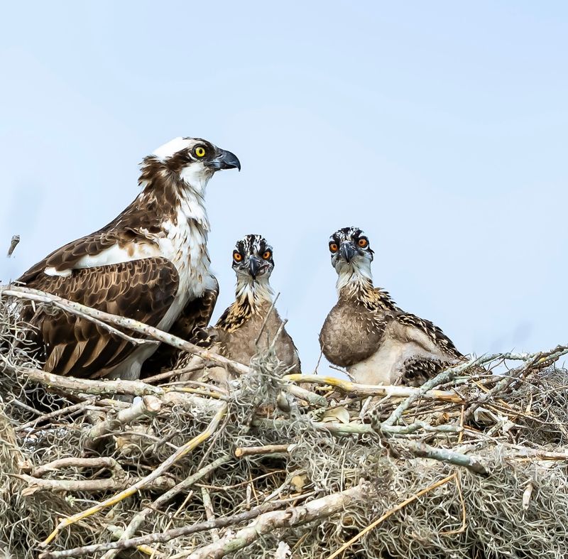 Osprey