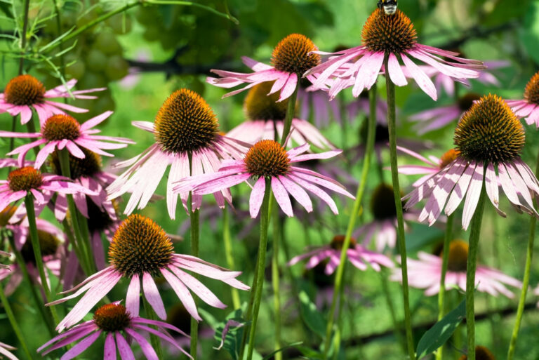 coneflower (featured image)
