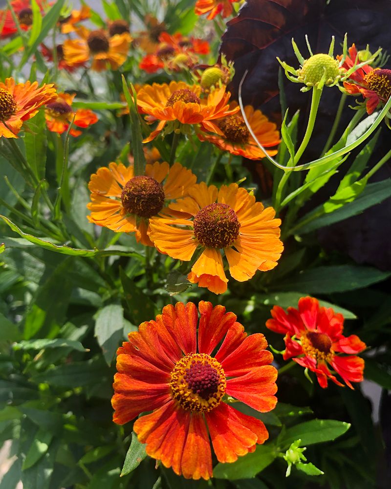Fiery Helenium