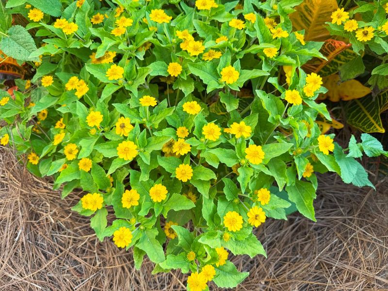 Cheerful Melampodium