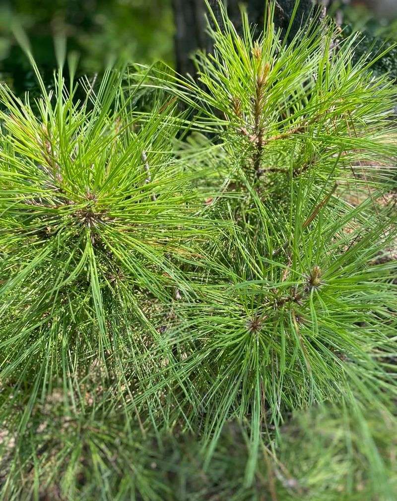 Fragrant Loblolly Pine