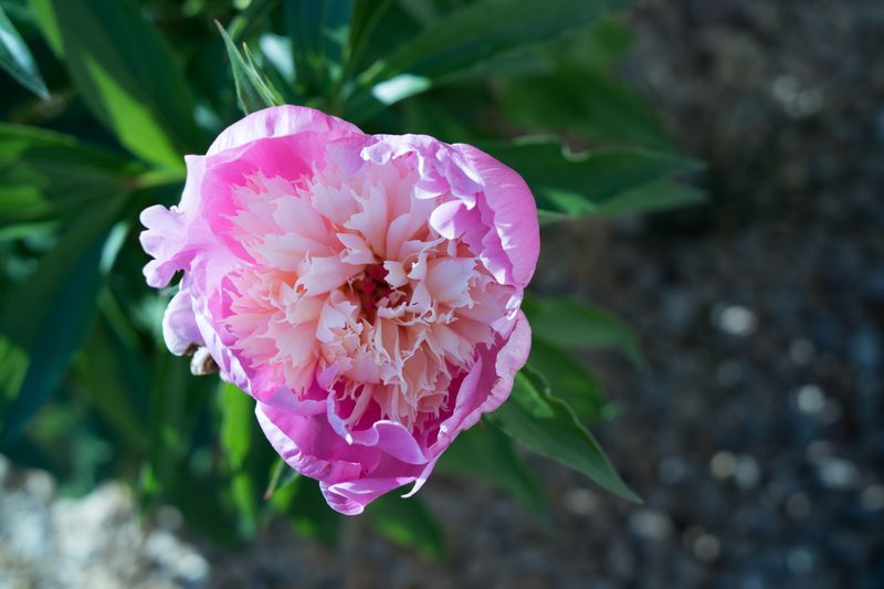 Terra Cotta Saucer Bath Among Heirloom Peonies