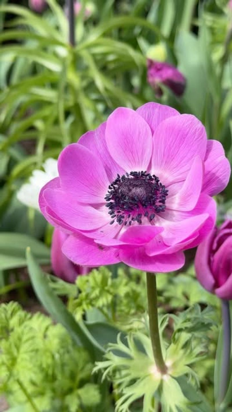 Anemones: Poppy-Like Blooms For Virginia's Mild Areas