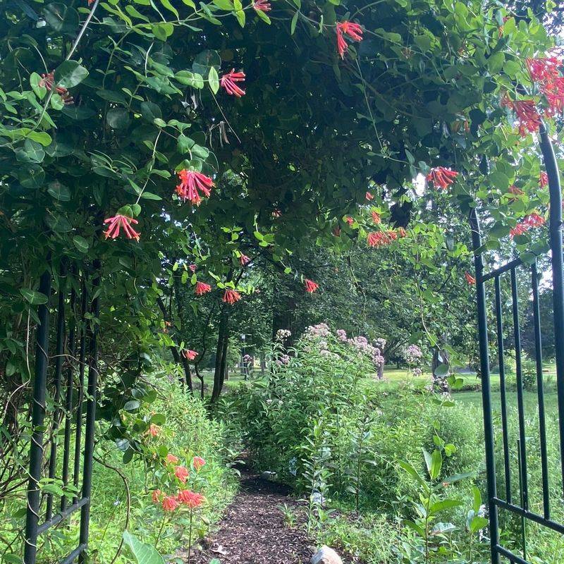 Honeysuckle