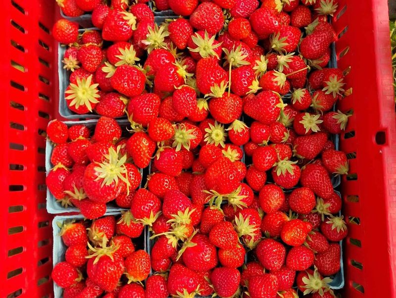 Strawberries