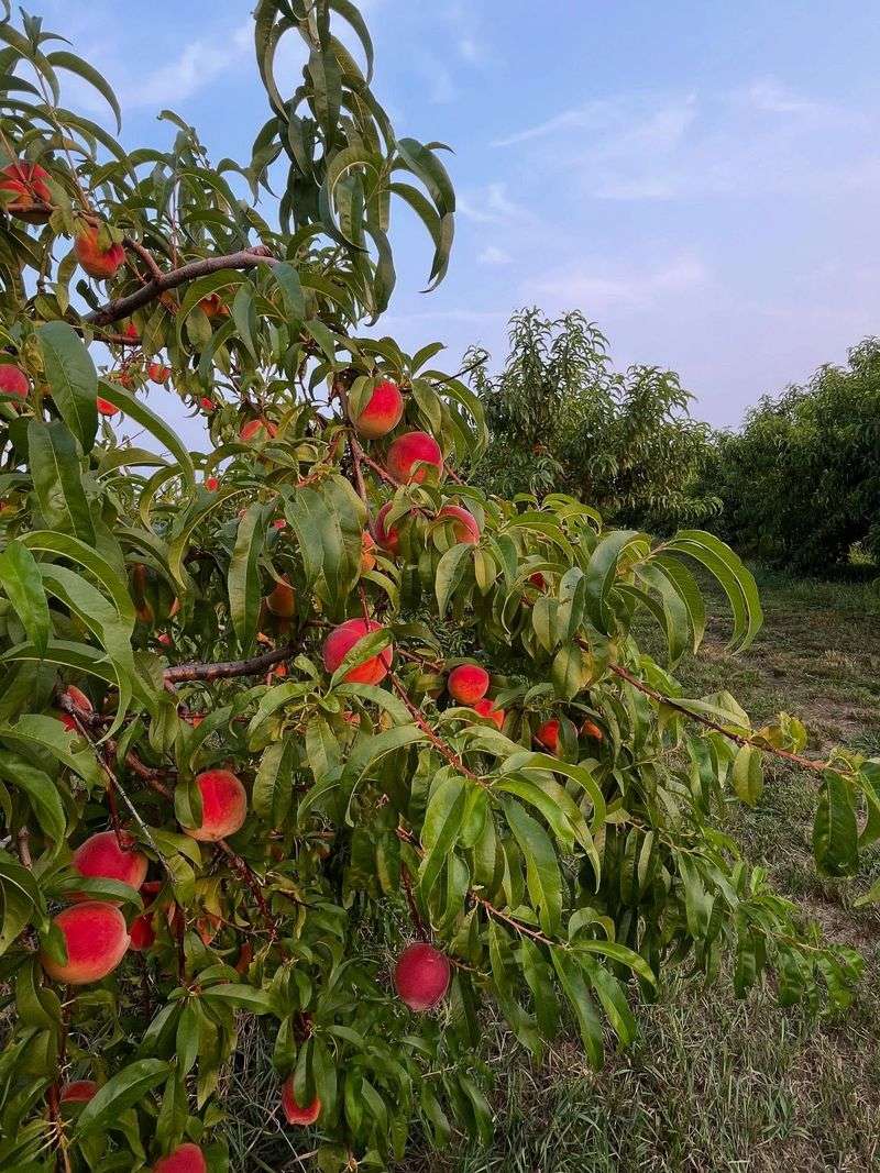 Nectarines: Fuzzy-Free But Chemical-Heavy