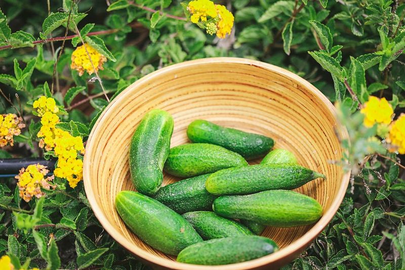Fermented Foods