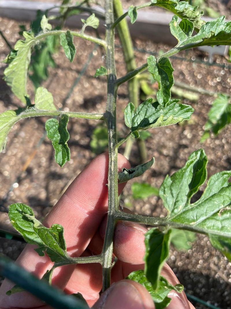 Hail Damage Disguised as Pests
