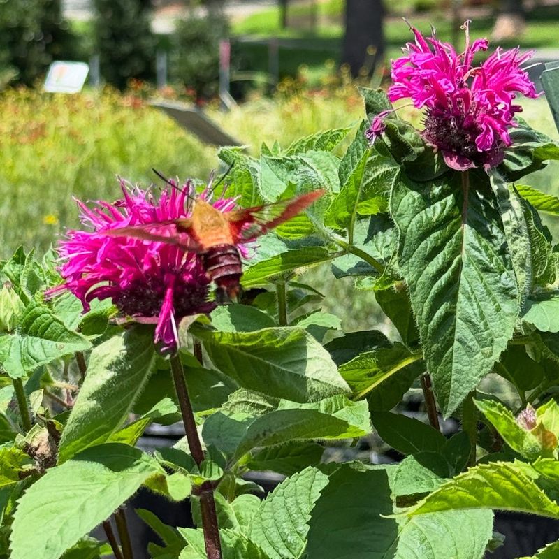 Bee Balm