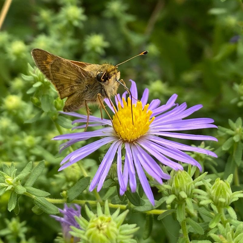 Aromatic Aster