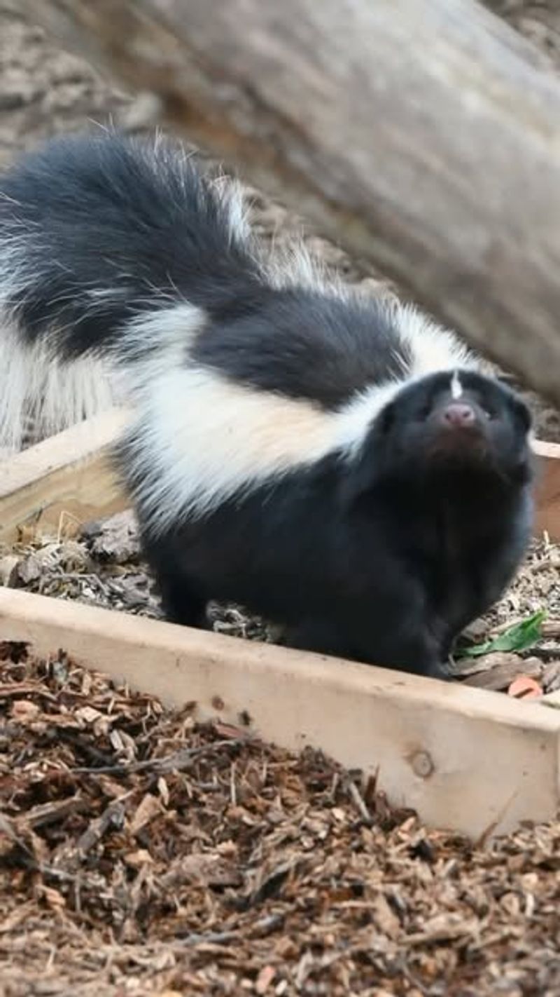 Skunks