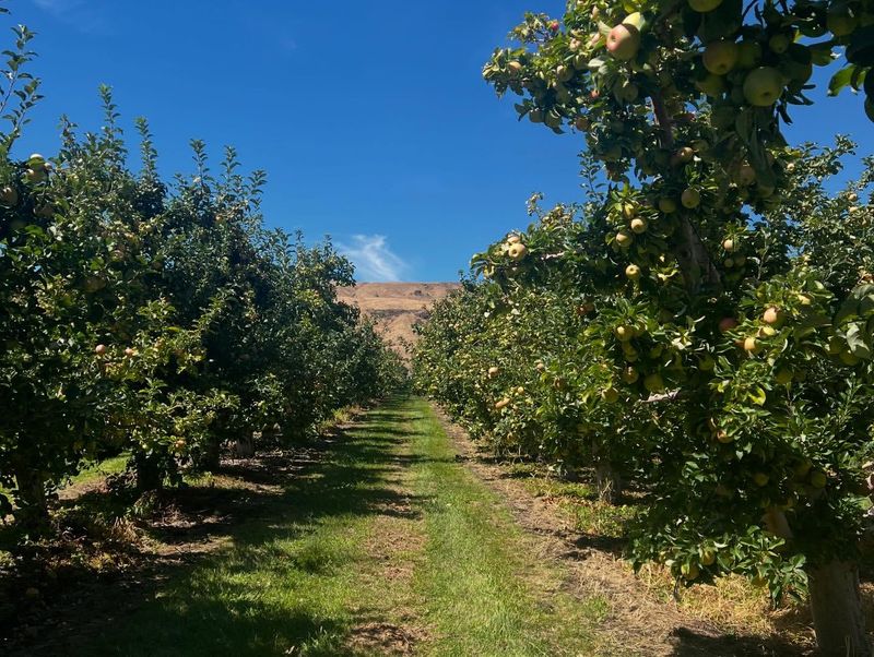 Wenatchee Valley's Apple Capital
