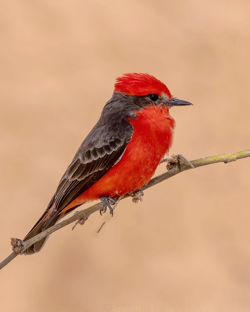Vermilion Flycatcher