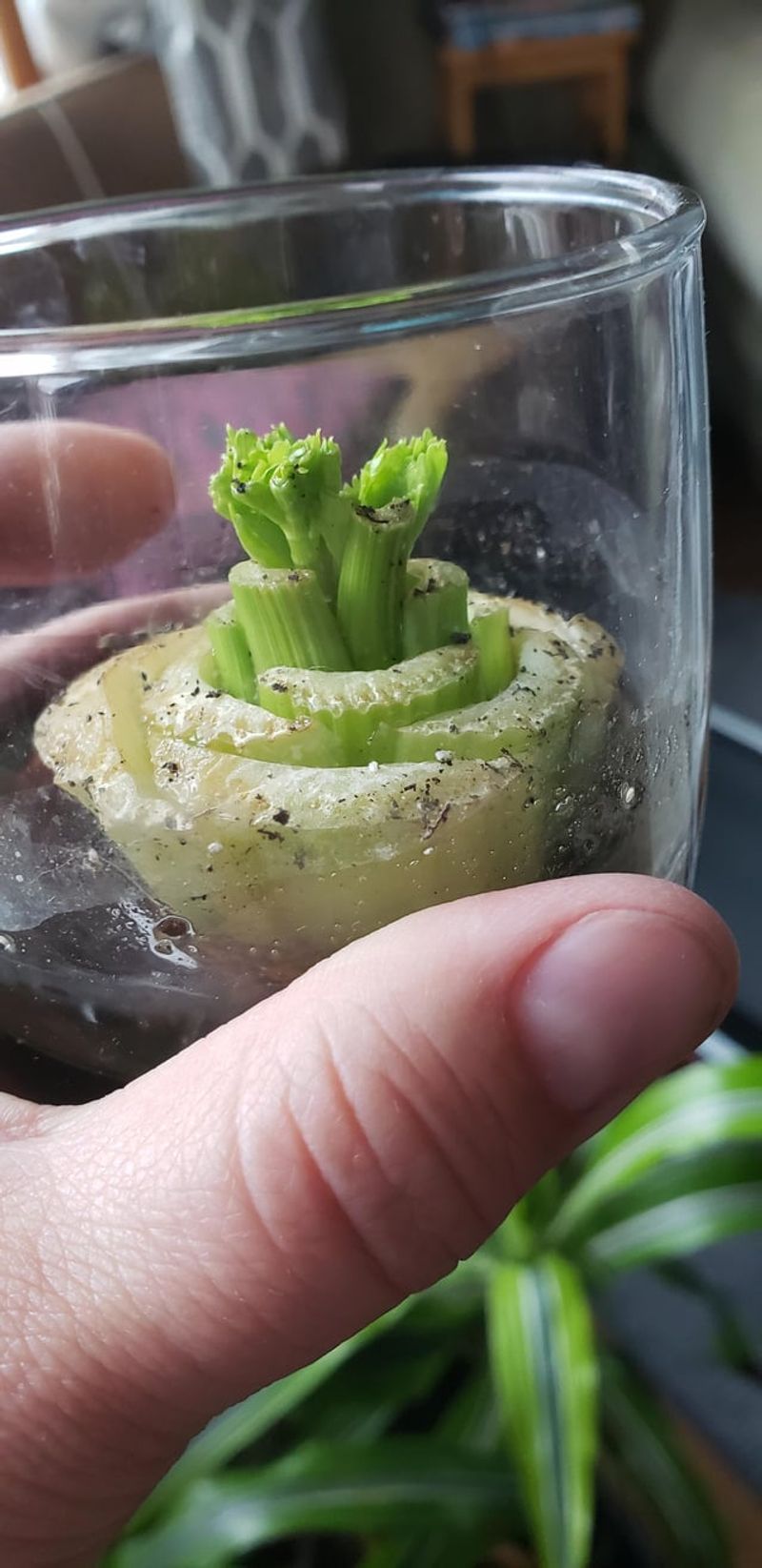 Celery Base Regeneration