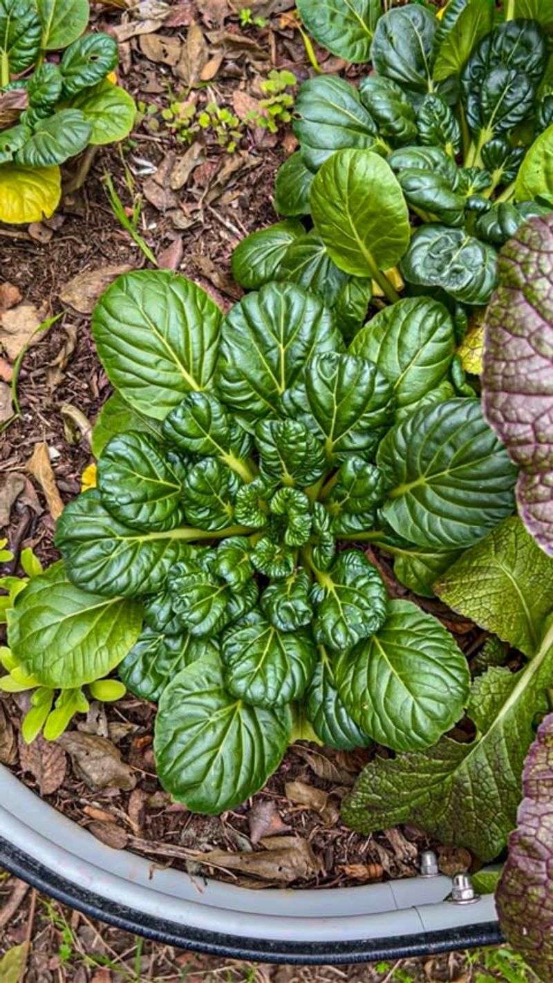 Asian Greens