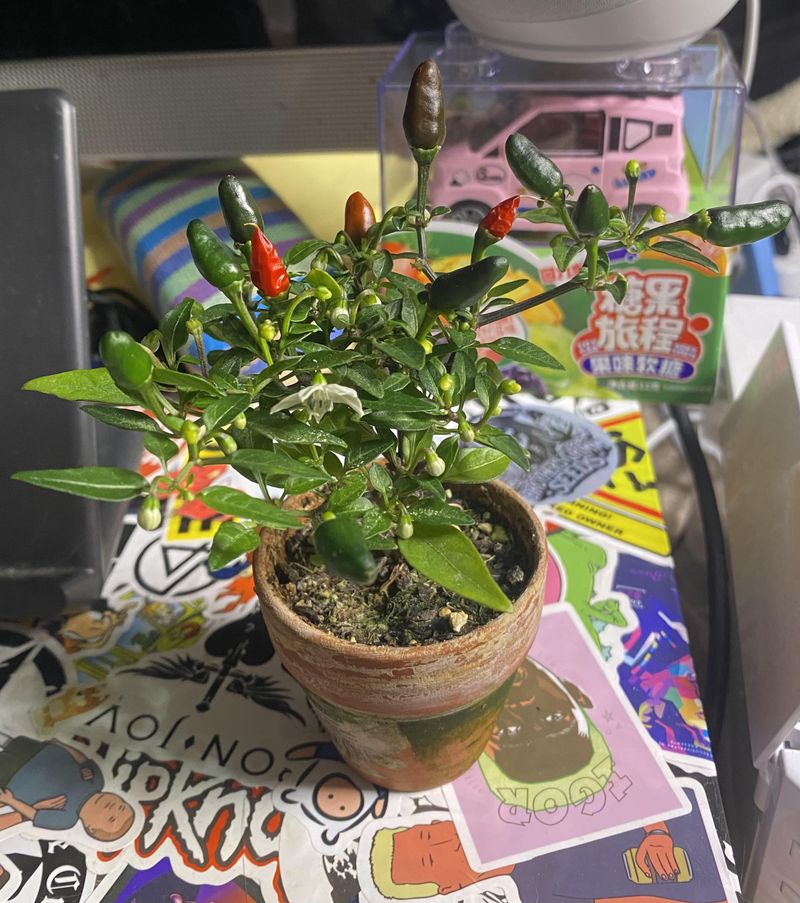 Hot Peppers