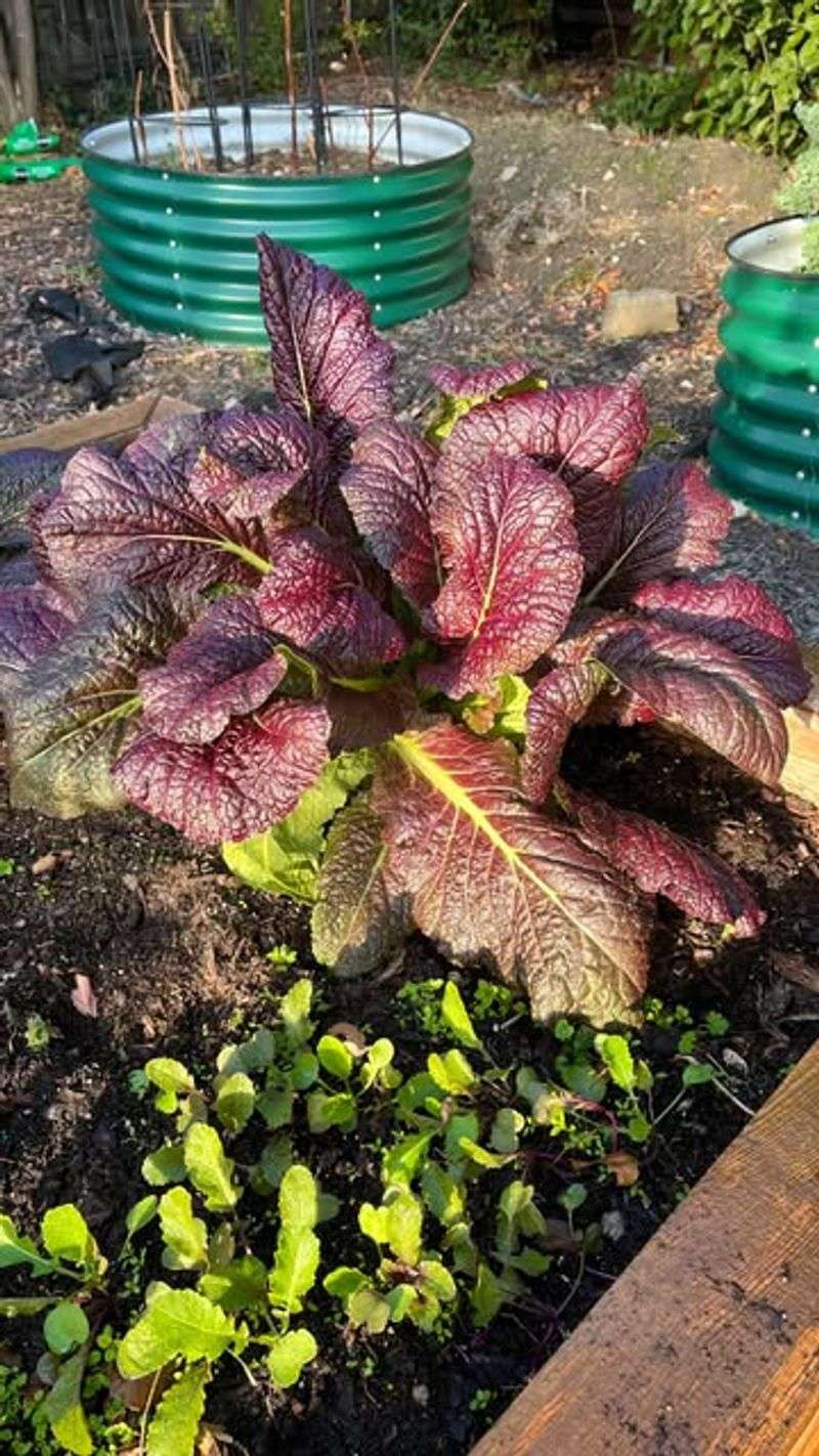 Mustard Greens: Spicy Leaves In Just 35 Days
