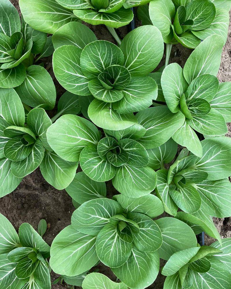 Bok Choy