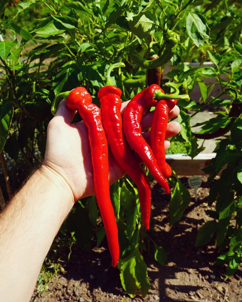 Jimmy Nardello Peppers