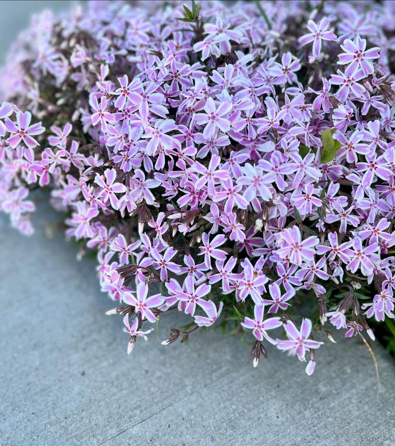Creeping Phlox (Phlox stolonifera)