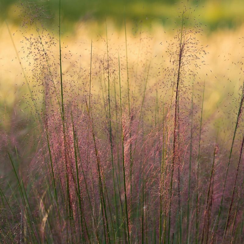 Gulf Muhly Grass