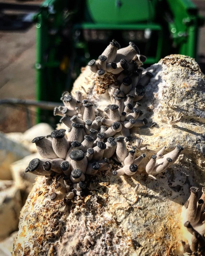 Mushroom Compost Magic