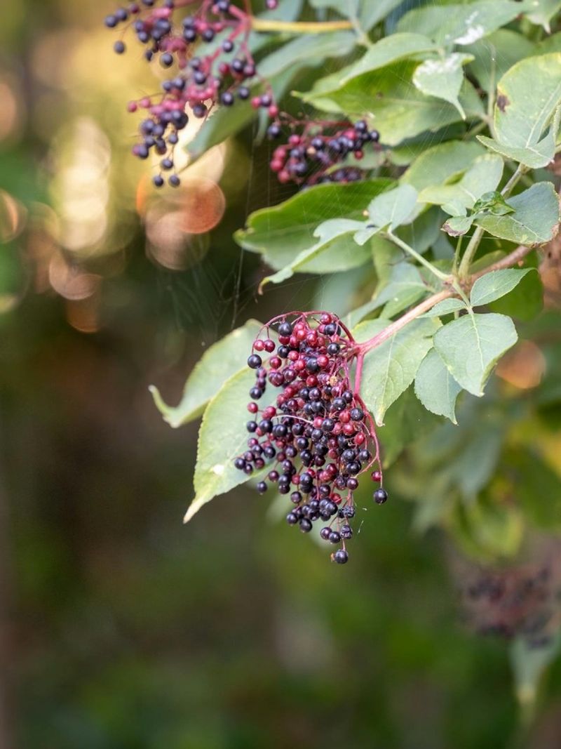 Elderberries