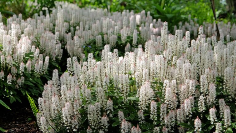 foamflower ground cover plant in bloom