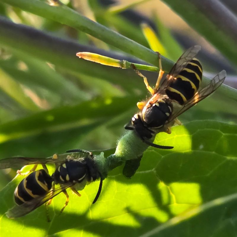 Wasp Deterrent For Outdoor Gatherings