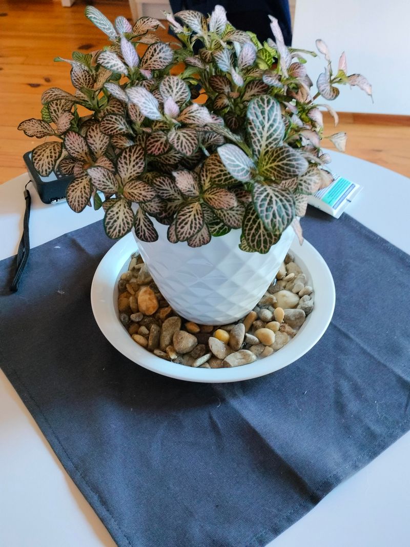 Pebble Trays With Water