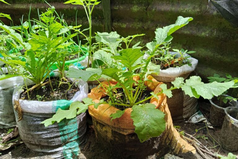 green vegetables growing well in used sacks