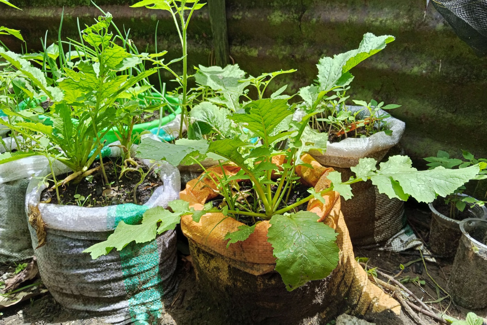 Grow Food In Recycled Containers In Colorado