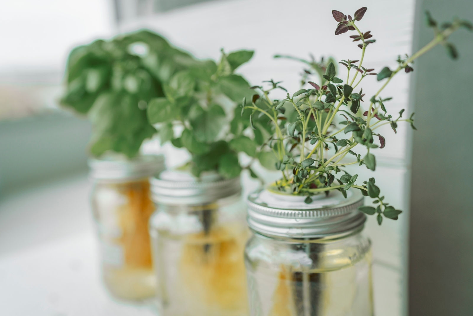herbs (featured image)