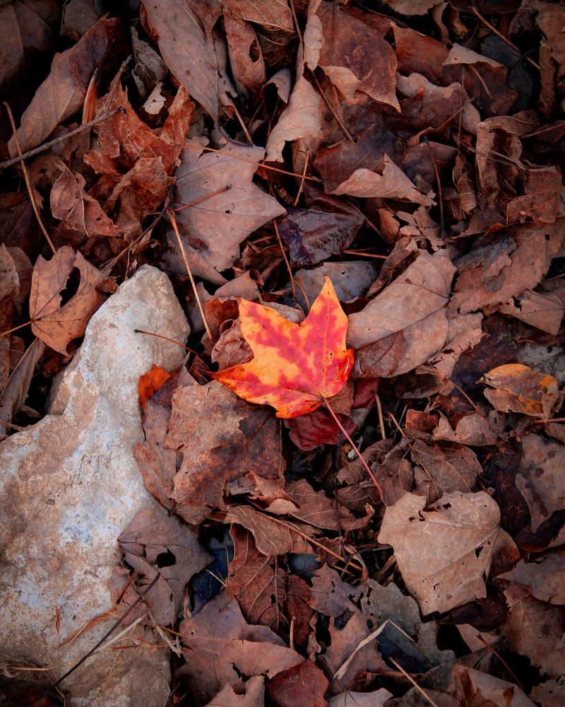 Leave Fallen Leaves