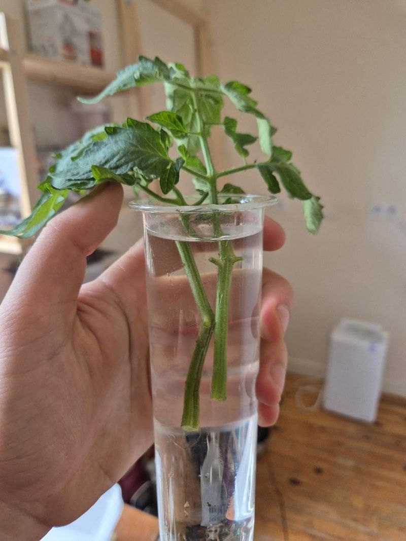 Cloning Through Cuttings