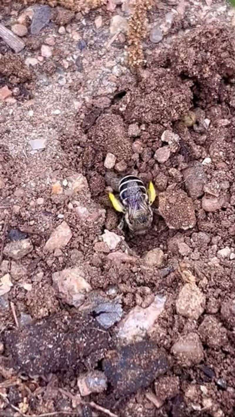 Maintain Bare Soil Patches For Ground-Nesting Bees