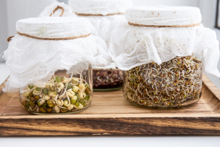 seed sprouts growing in glass jars (featured image)