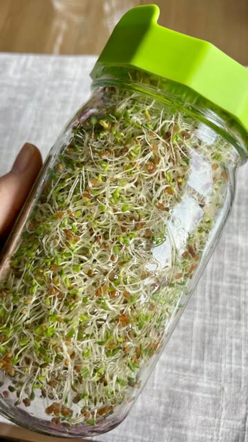 Alfalfa Sprouts