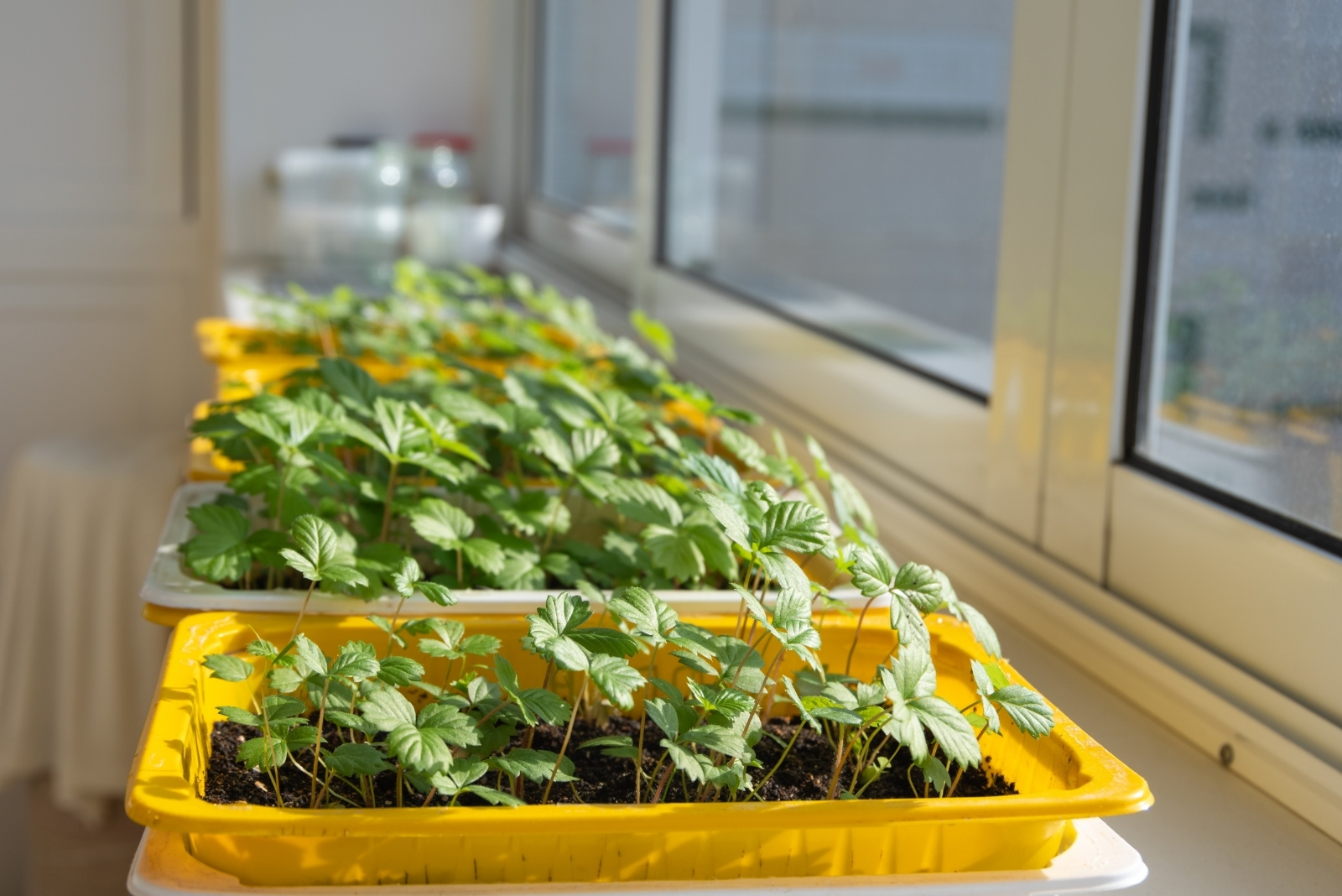 Grow Strawberries Indoors This Winter In Michigan