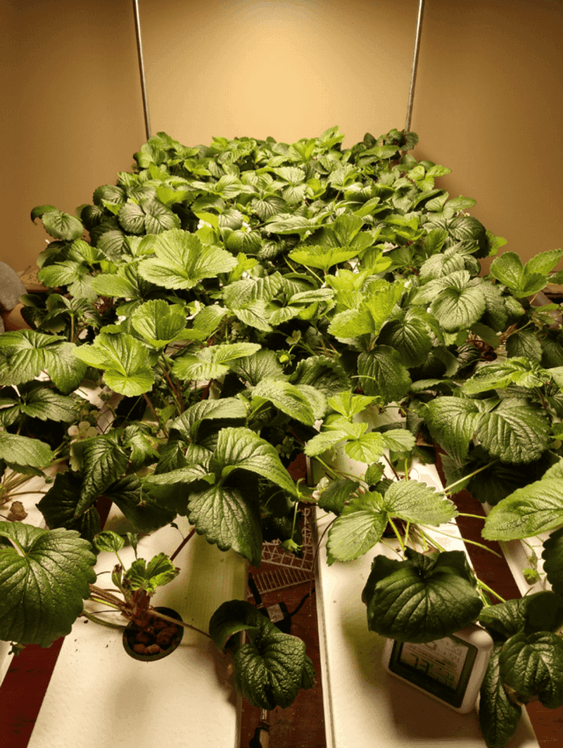 Choose Cold-Hardy Varieties