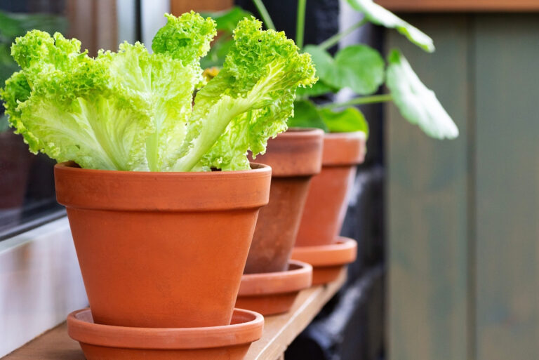 clay pots with fresh green salad (featured image)