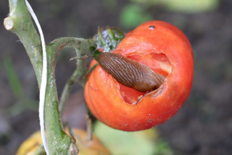 slug in tomato fruit