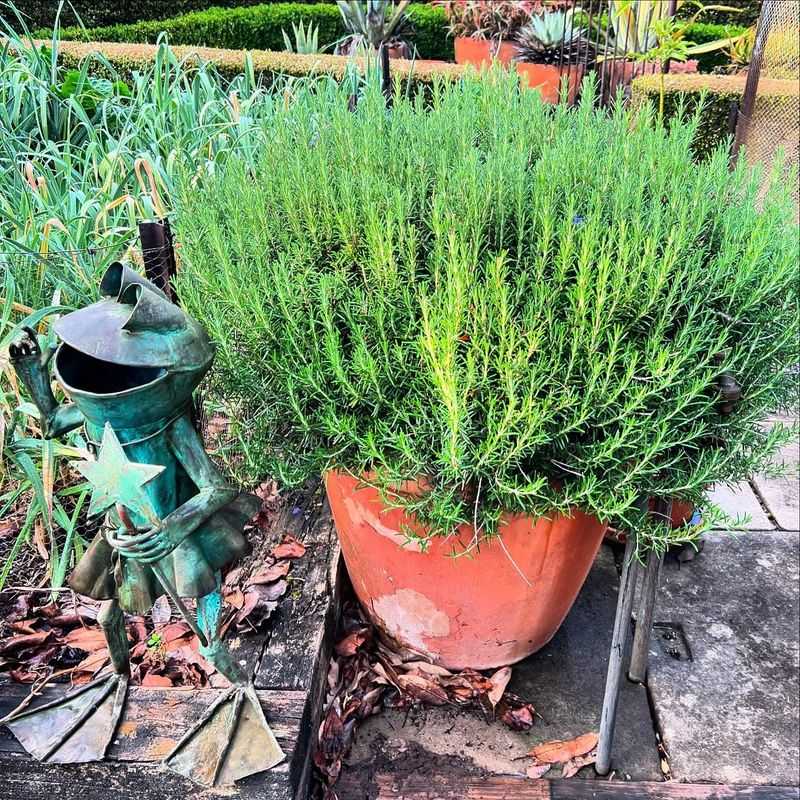 Aromatic Rosemary