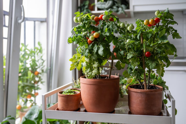Fresh, juicy cherry tomatoes (featured image)