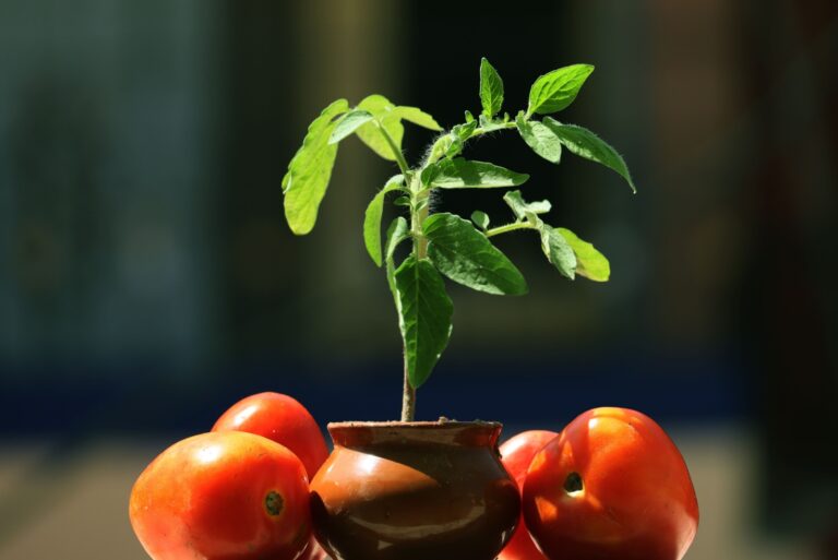 Young tomato plant growing in a clay pot, surrounded by fresh ripe tomatoes