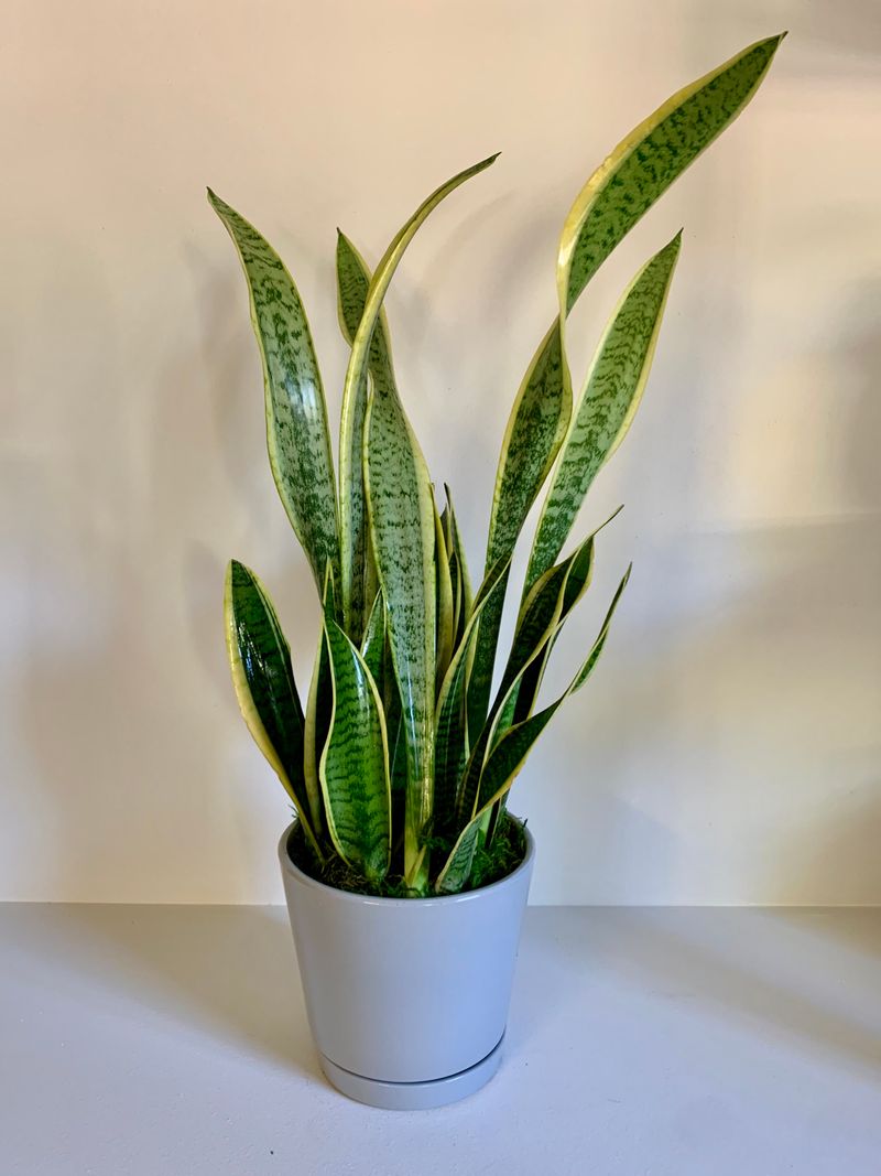 Withstands Dry Air Without Humidifiers