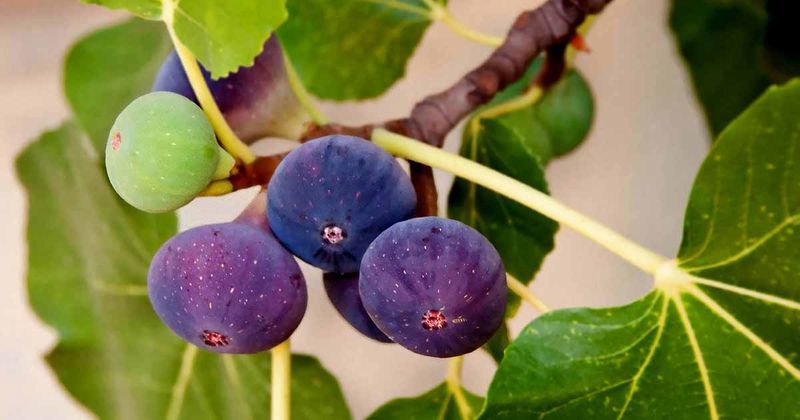 Fig Trees: Ancient Fruits For Modern Florida
