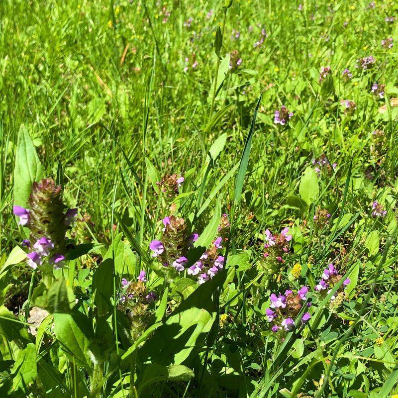 Self-Heal
